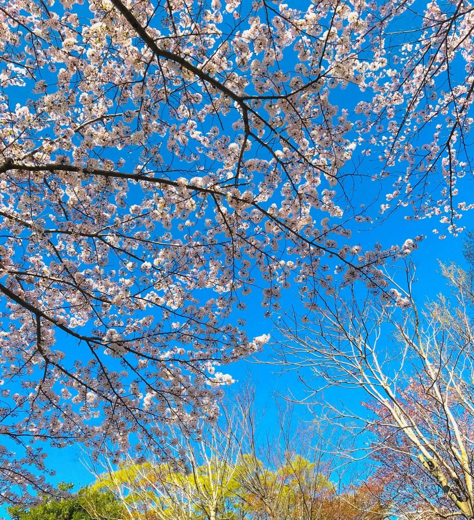 春のにおい 王子国際語学院